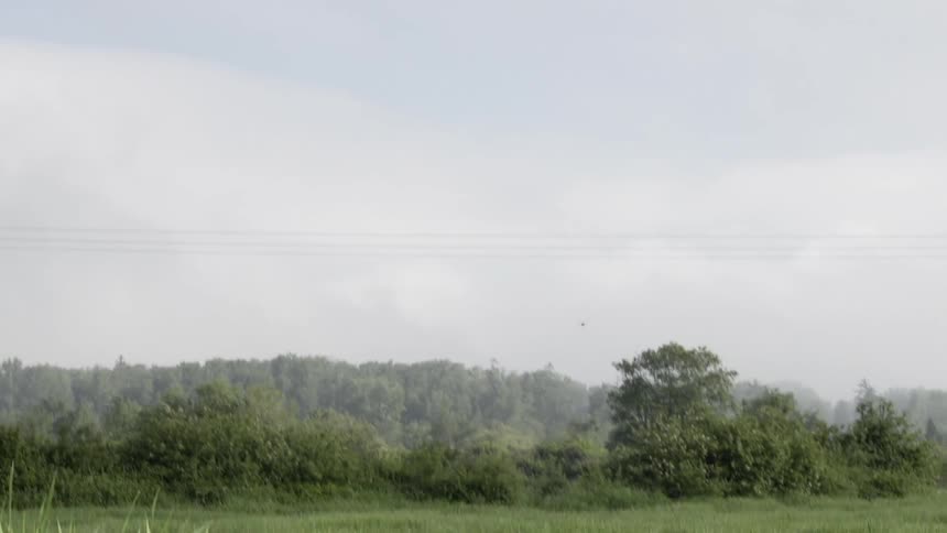Birds fly above grass and trees and around power lines