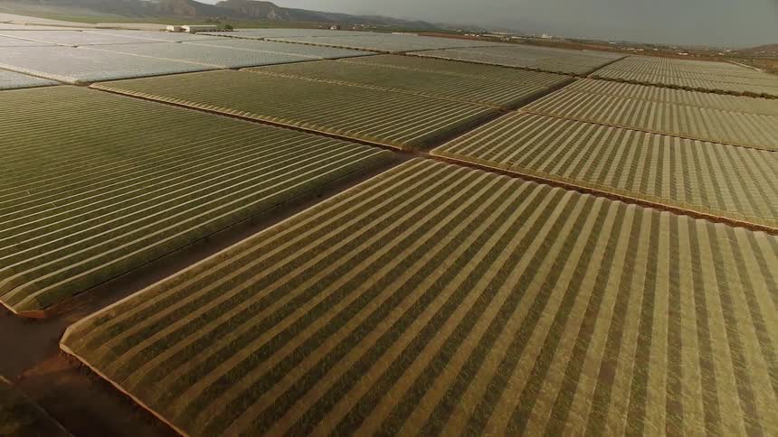 The large farm is separated into squares