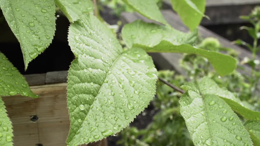 Leaves gently moving in the wind with water drops on them