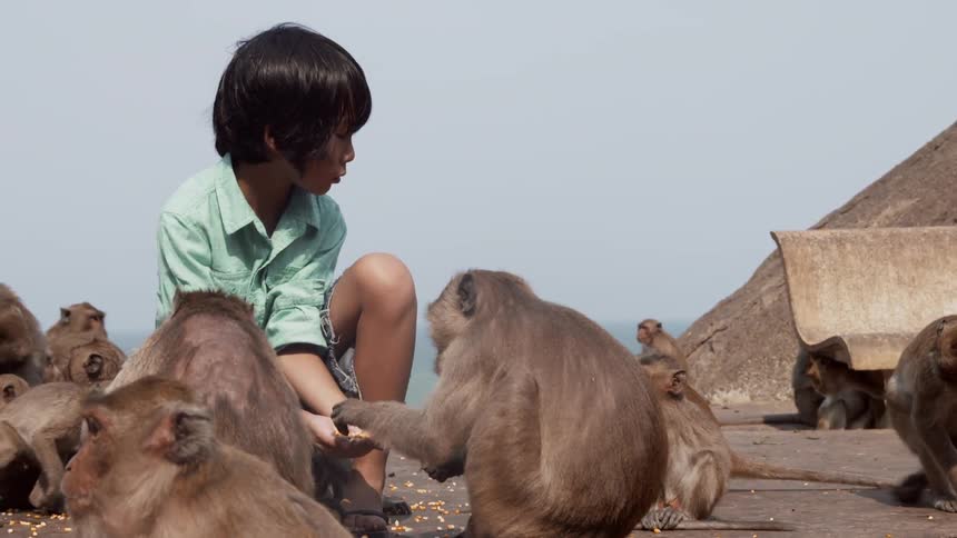 Boy feeding monkeys