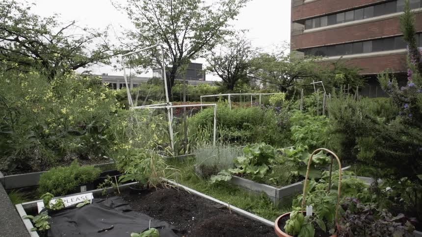 The garden is full of soil and plants