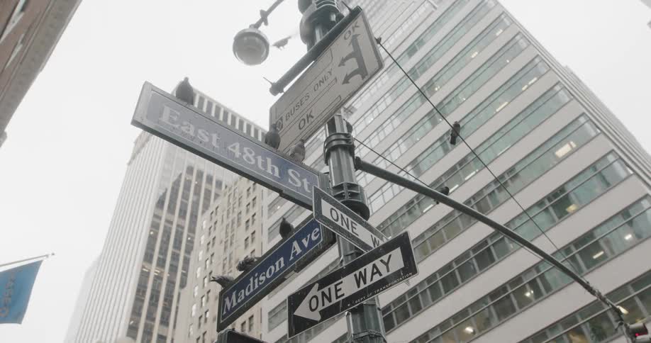 Pigeons land on top of street signs in the city