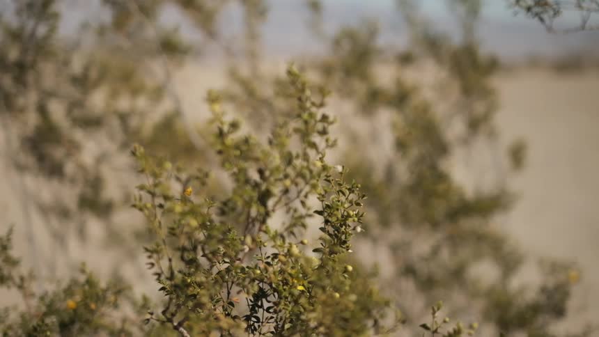 The wind blows the bushes near the sand