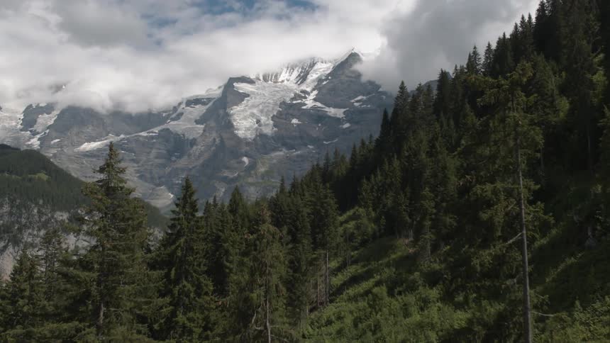 The tall green trees lead to the vast snow covered mountain