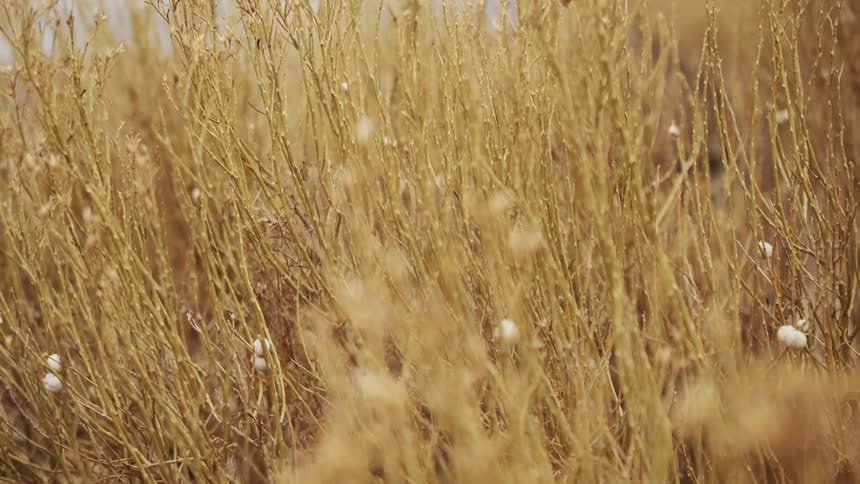 The tall grass is yellow in color
