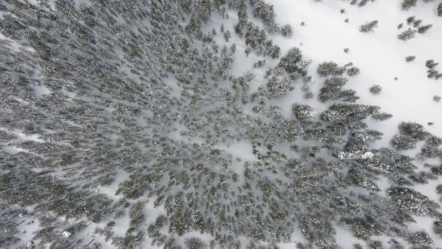 The forest is covered with heavy snow below