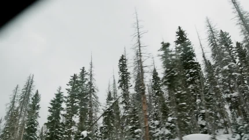 The tall trees are covered with snow on the hill