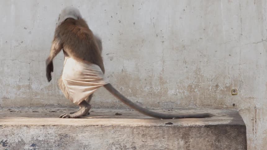 Monkey with cloth over its head hops around on a stone slab
