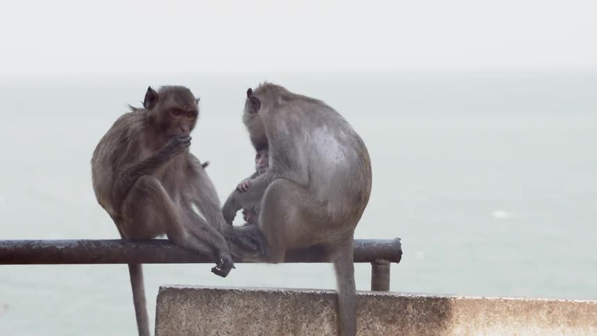 Two monkeys sit on the perch together