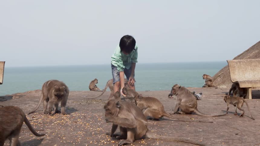 Child feeds many small primates next to a large body of water