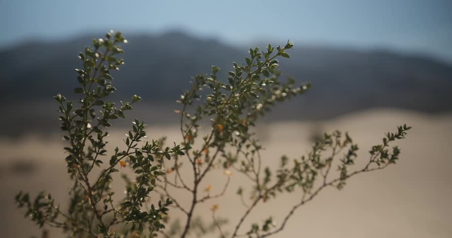 A small tree in the desert grows with mountains in the distance behind it