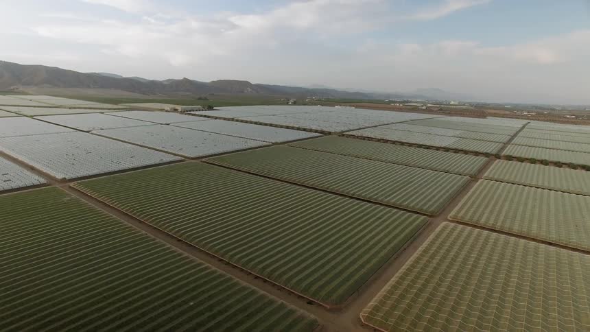 Large agricultural fields on a bright day