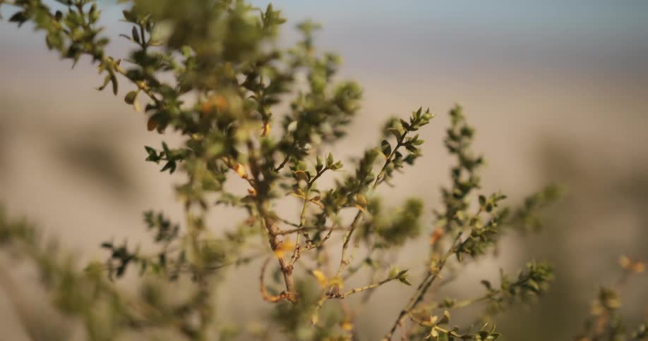 Closeup of desert shrub plant