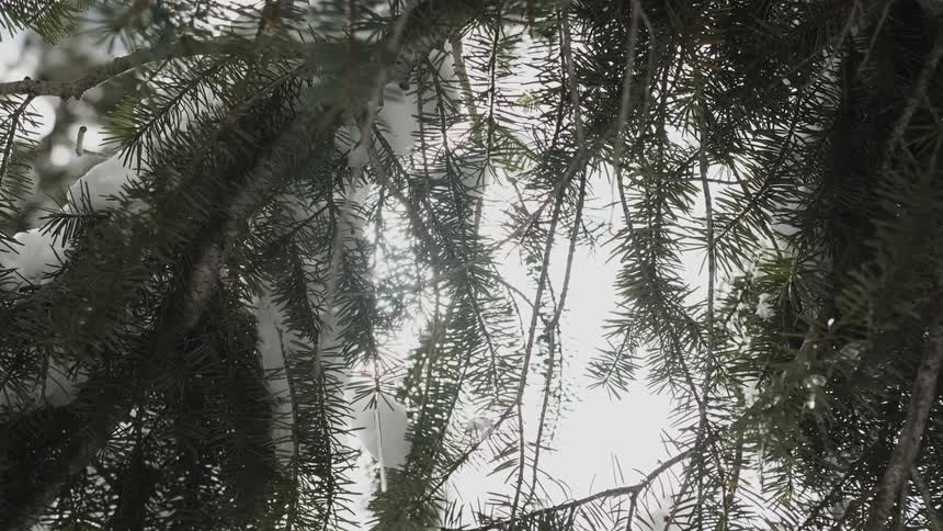 The needles on the branches hang low with heavy snow