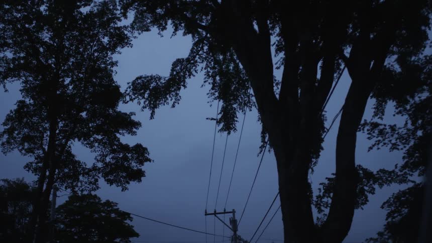 Early Morning Nature Scenics