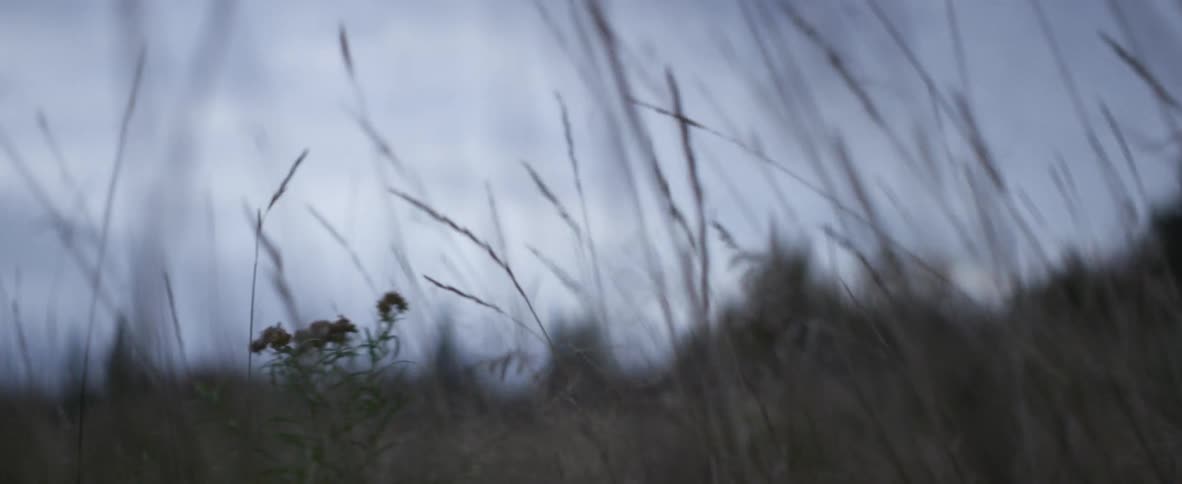 Grasslands blowing in the wind