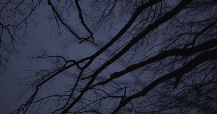 Turning in circles while looking up at bare tree limbs and a cloudy sky