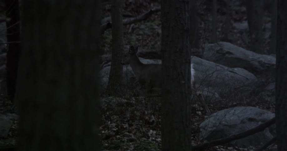 The deer walks carefully through a dark forest