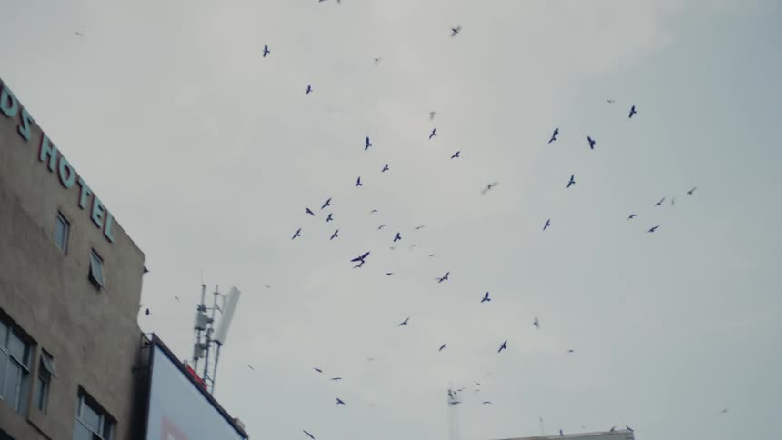 Birds fly over city buildings