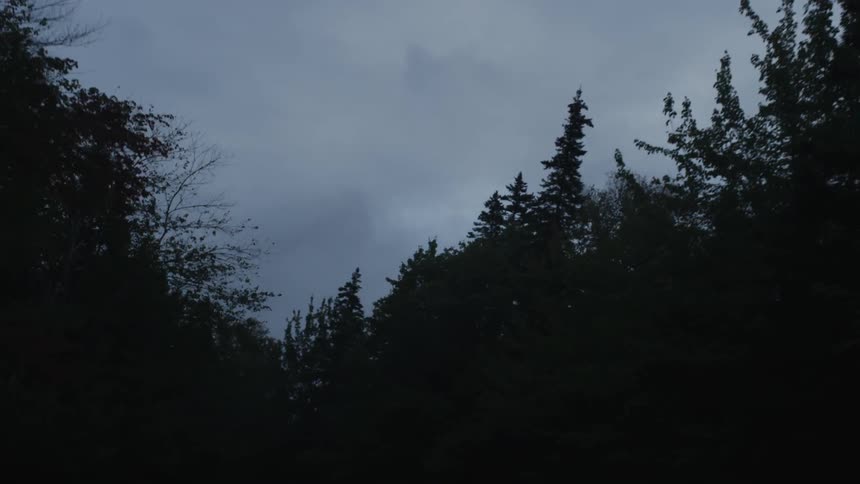 Early Morning Nature Scenics