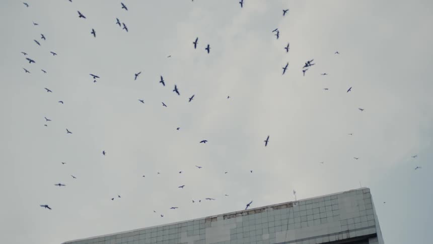 Large flock of birds flies over a building