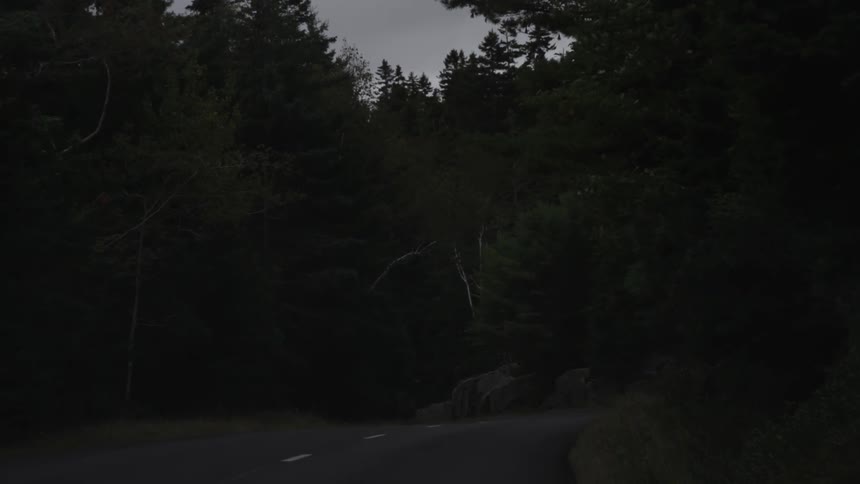 Moving along a highway through a forest at dusk