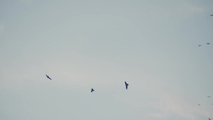 Birds fly in the sky