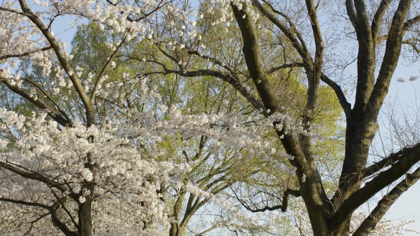 Spring cherry blossoms grow on tree branches