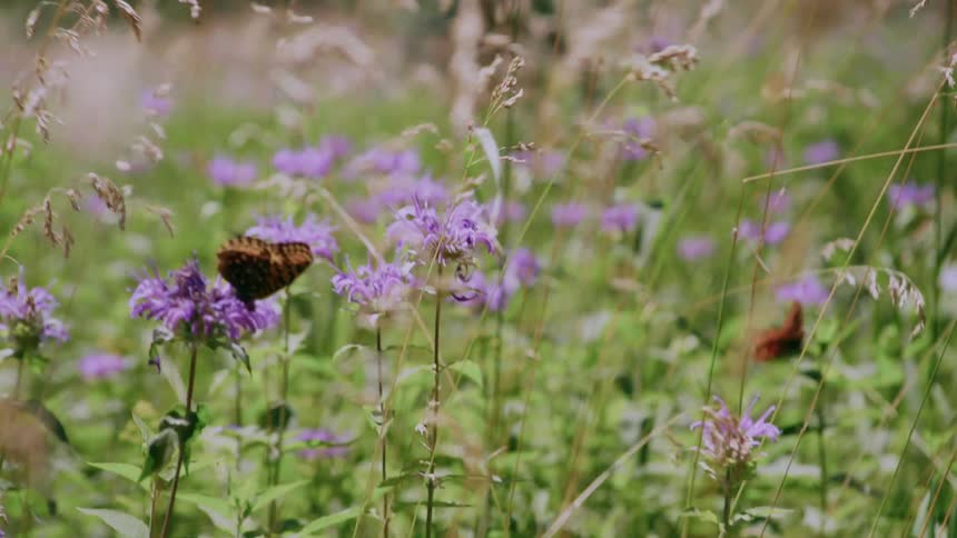 Butterflies rest on flowers in a field