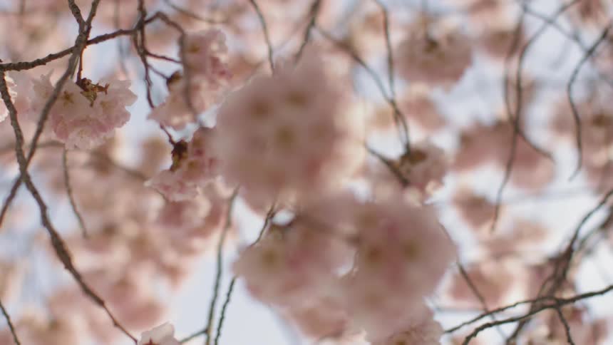 Pink cherry blossom flowers on tree are gently swaying in the breeze