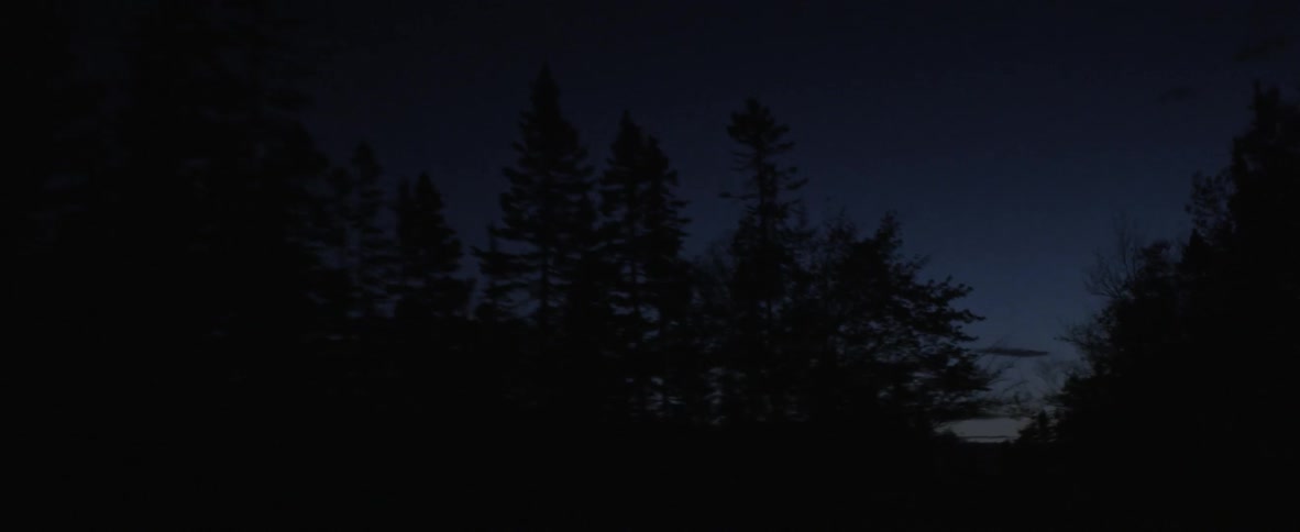 Driving at night looking up at tree tops