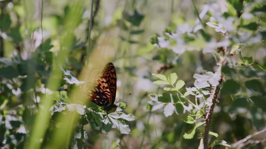 Butterfly perched on a leaf flaps its wings