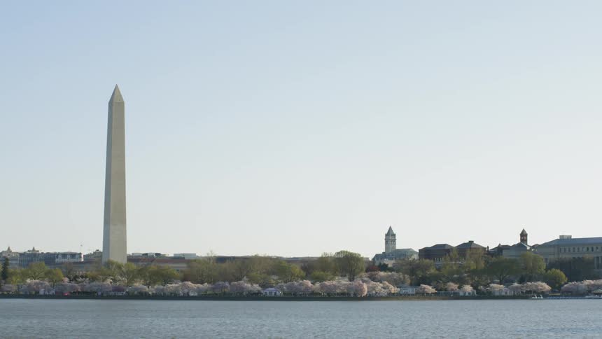Water and cherry blossoms in front of the Washington Monument