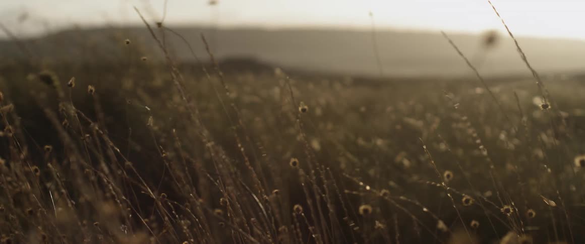 Weeds blow gently in a field under a cloudy sky
