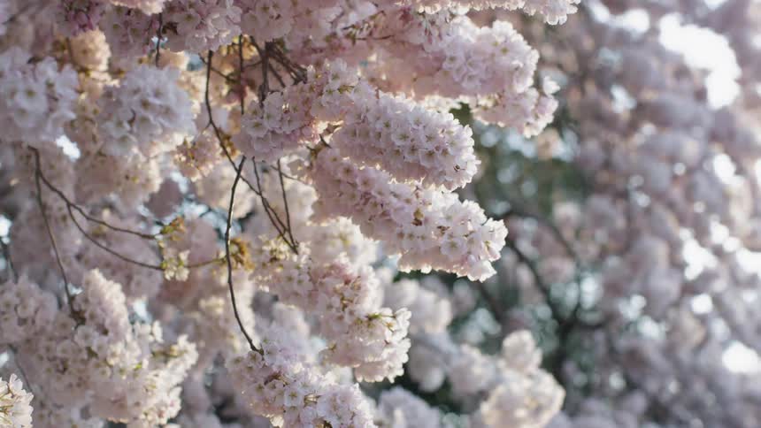 Cherry blossoms on a tree in Washington DC spring