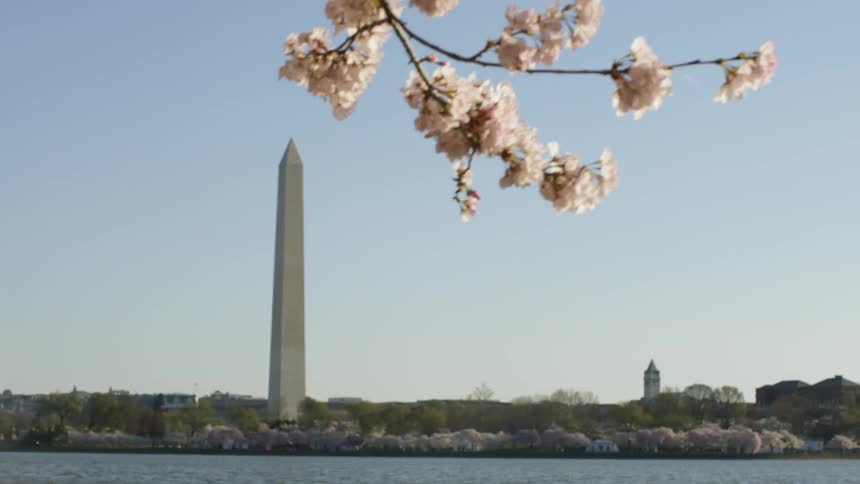 A cherry blossom branch hangs above the Washington monument in Washington DC