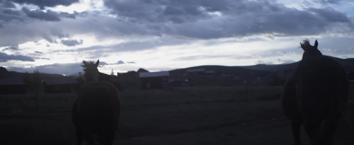 Two horses walk and trot on a farm at dusk