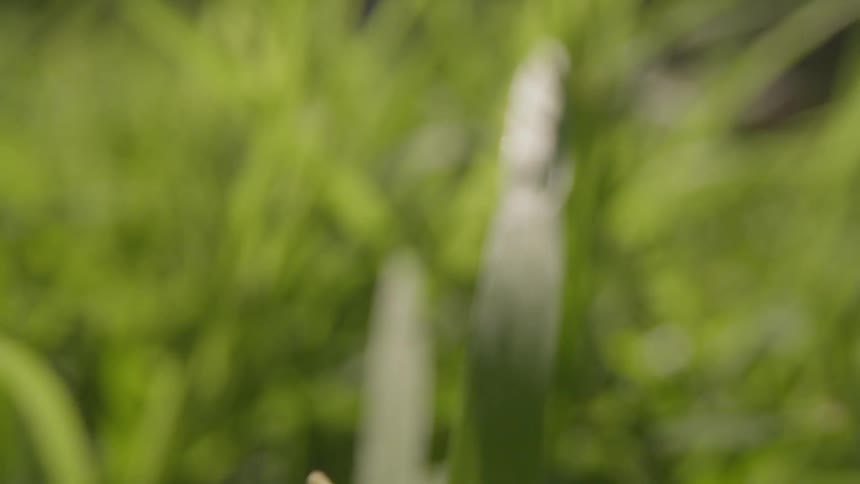 Green grass bristles in the breeze