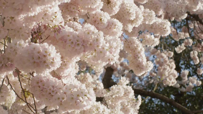 Cherry blossoms in Washington DC