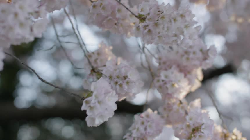 Cherry Blossoms on tree are gently swaying in the breeze
