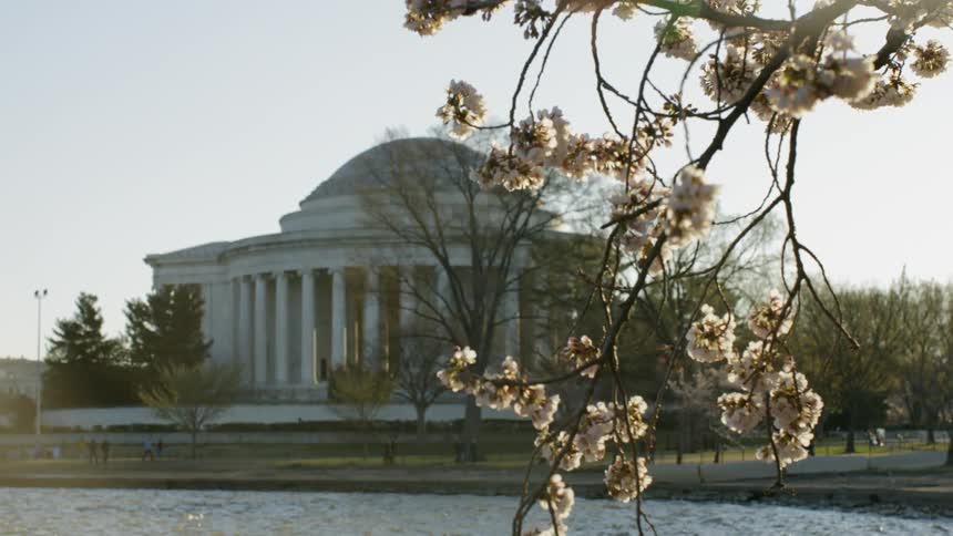 Cherry blossoms near the Thomas Jefferson Memorial in Washington DC