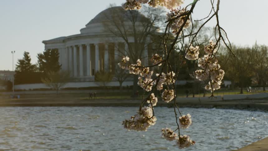 Cherry Blossoms near The Thomas Jefferson Memorial in Washington DC