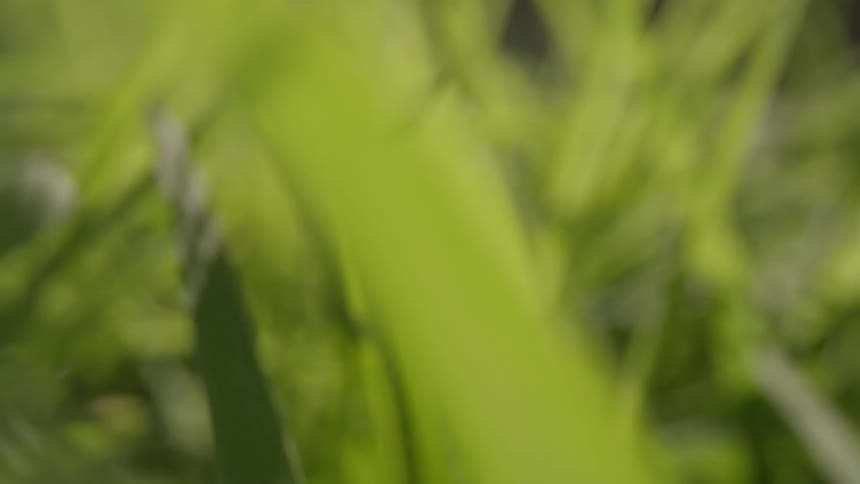 Green leaves blow gently in the breeze under the sun