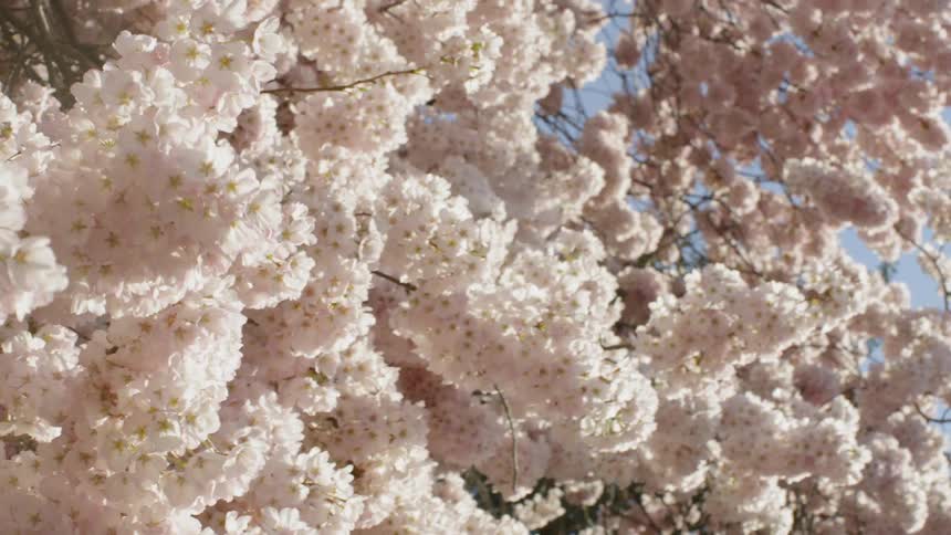 Pink flowers on a cherry blossom tree are swaying in the breeze on clear day