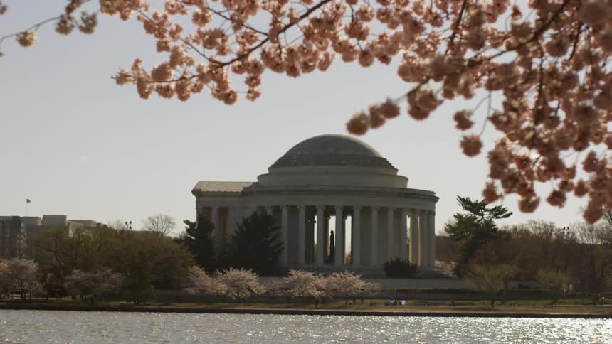 Cherry blossomTrees bloom in spring near the thomas jefferson memorial