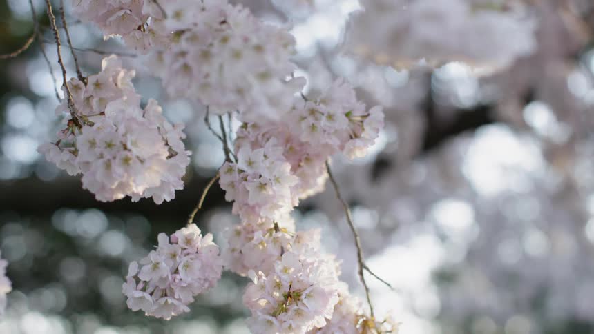 Cherry Blossoms blow gently in the breeze