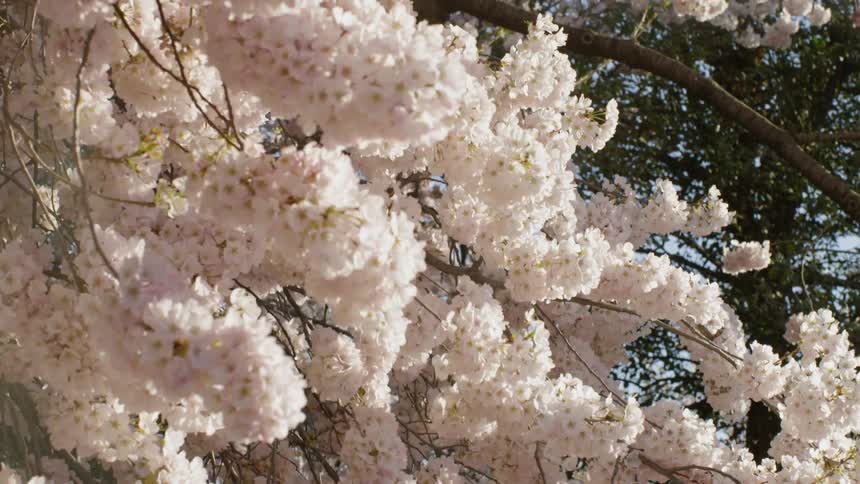 Cherry blossoms wave in the sunlight
