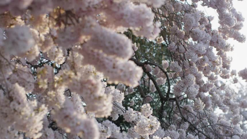 Cherry blossom trees are blooming in Washington DC