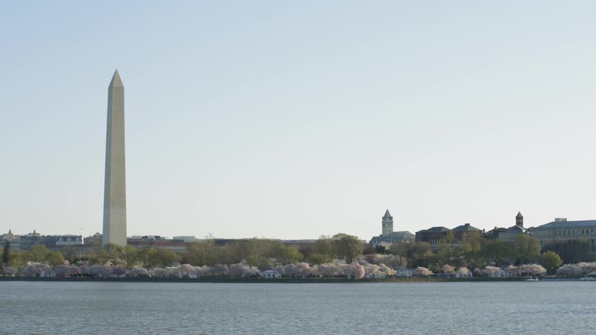 Water and cherry blossoms in front of the Washington Monument