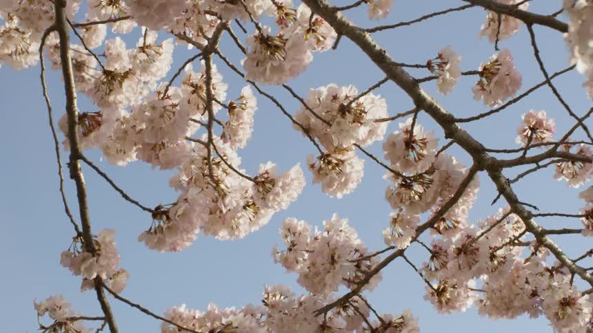 Cherry Blossoms on a tree branch